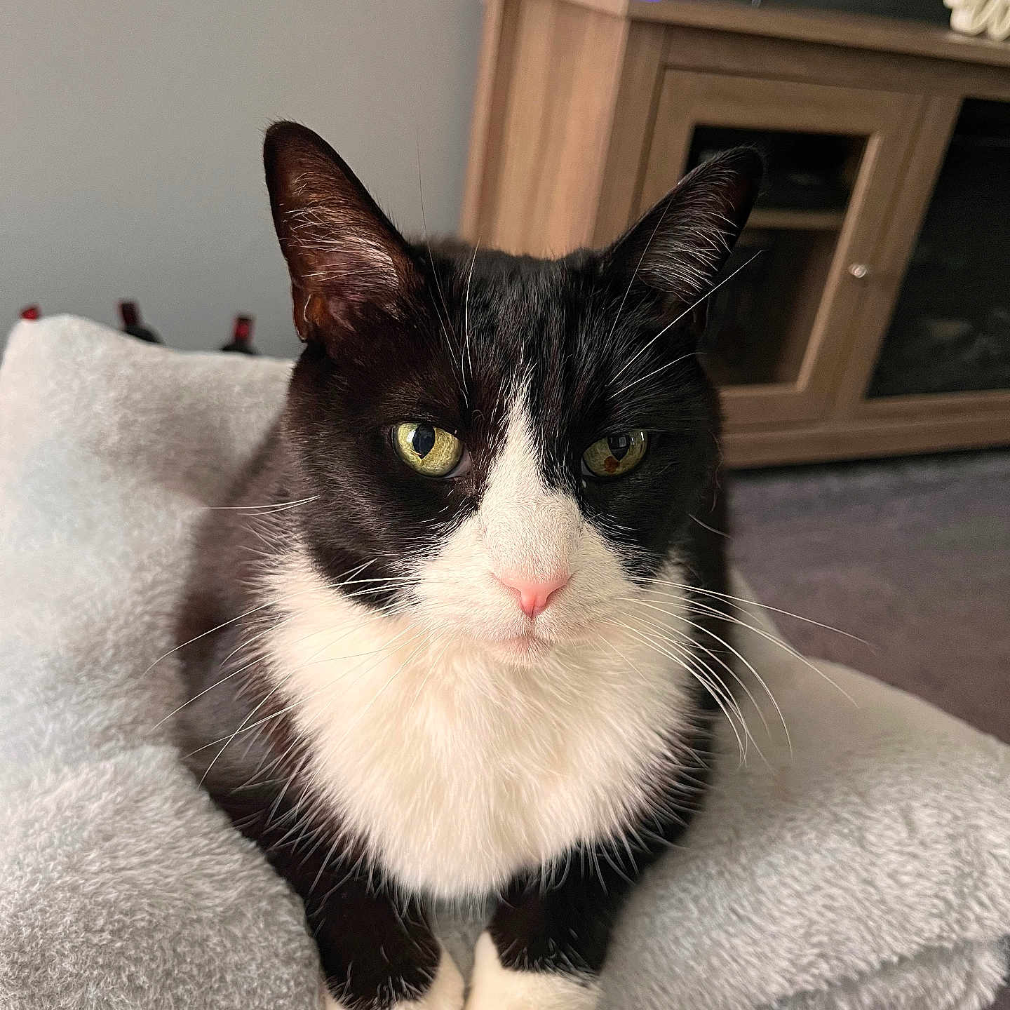 Tombstone is registered to the contest to win money with this photo: animal, carpet, cat, close_up, cushion, cute, domestic_cat, flower_pot, fur, furniture, green_eyes, indoor, living_room, pet, portrait, relaxed, soft, tuxedo_cat, whiskers, wooden_cabinet