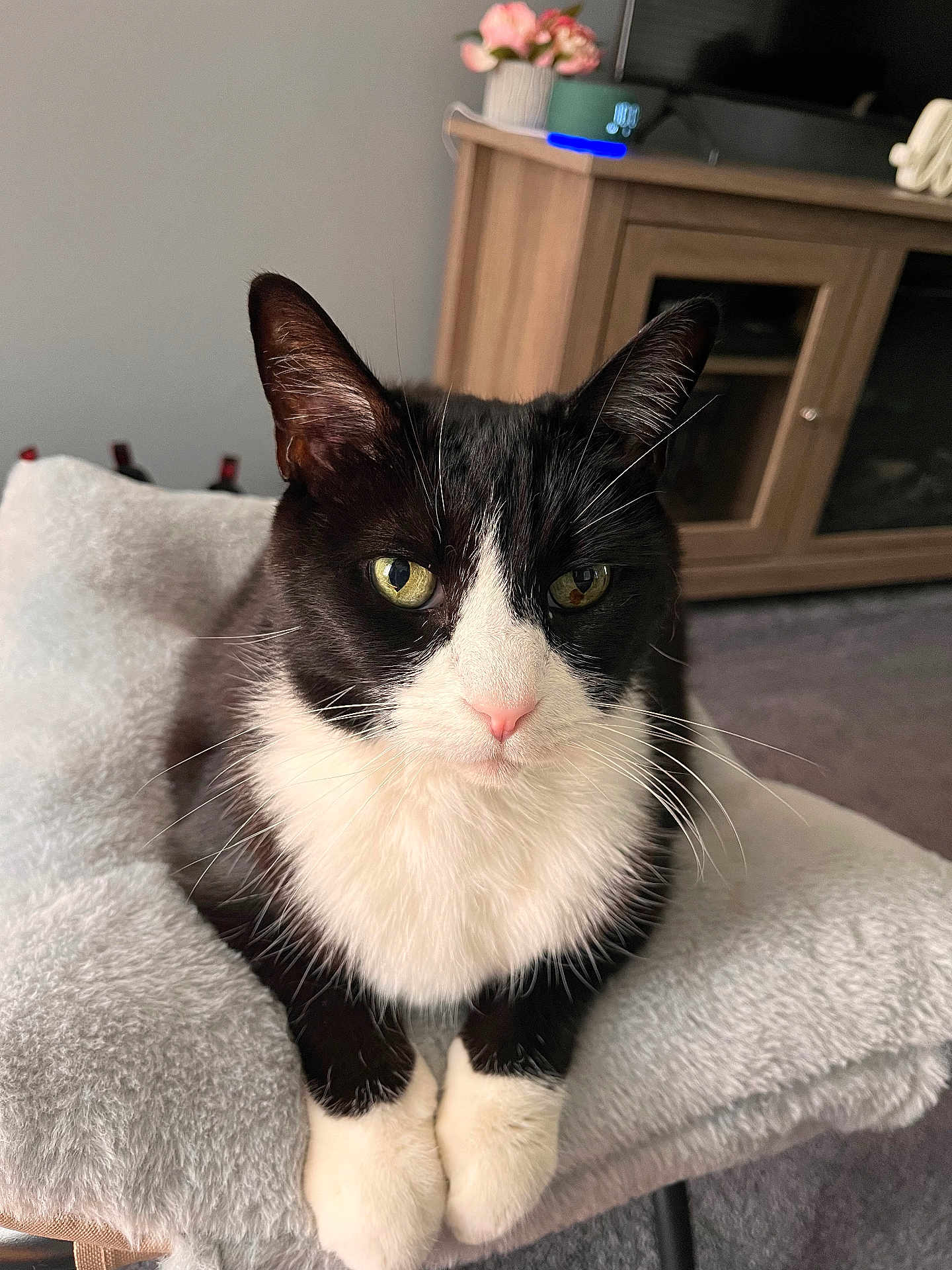 Tombstone is registered to the contest to win money with this photo: cat, tuxedo_cat, pet, indoor, green_eyes, fur, whiskers, cushion, soft, furniture, wooden_cabinet, flower_pot, living_room, carpet, close_up, animal, cute, relaxed, domestic_cat, portrait
