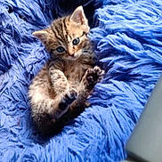 Plume a rejoint le concours — aidez-le/la à gagner de superbes lots ! kitten, cat, tabby, animal, pet, blue_blanket, fluffy, fur, paw, lying_down, cute, adorable, indoor, cozy, portrait, close_up, brown_fur, striped_fur, playful, relaxed