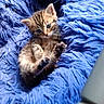 adorable, animal, blue_blanket, brown_fur, cat, close_up, cozy, cute, fluffy, fur, indoor, kitten, lying_down, paw, pet, playful, portrait, relaxed, striped_fur, tabby