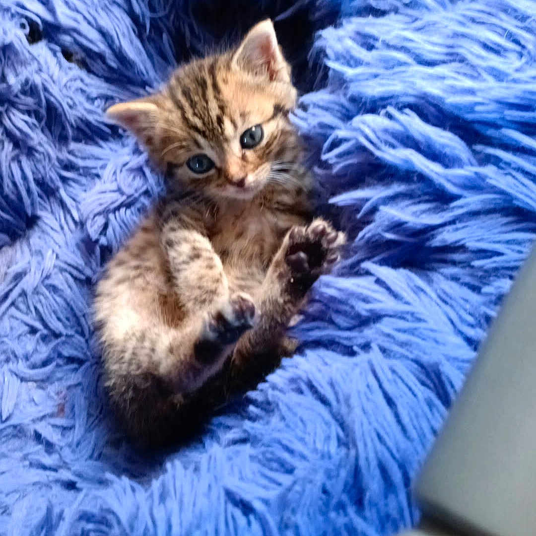 Plume a rejoint le concours — aidez-le/la à gagner de superbes lots ! kitten, cat, tabby, animal, pet, blue_blanket, fluffy, fur, paw, lying_down, cute, adorable, indoor, cozy, portrait, close_up, brown_fur, striped_fur, playful, relaxed
