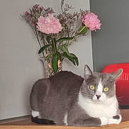 Lady participe au concours pour gagner de l'argent avec cette photo : animal, background, cat, domestic_cat, feline, flowers, gray_cat, green_leaves, indoor, pet, pink_flowers, plant, red_object, relaxed, sitting, table, vase, white_cat, wooden_table, yellow_eyes