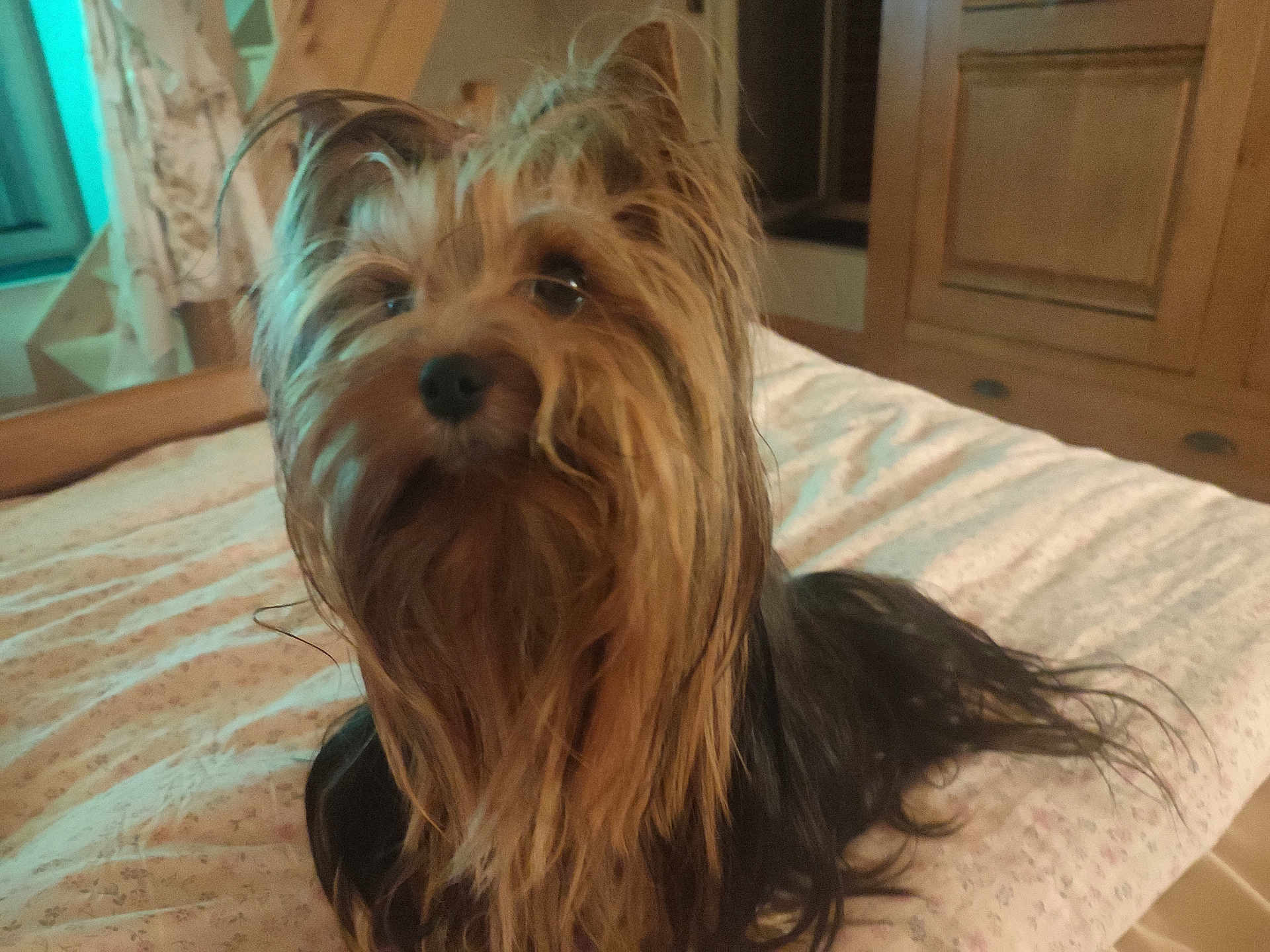 Roxy participe au concours pour gagner de l'argent avec cette photo : dog, yorkshire_terrier, bed, fur, pet, indoor, curious, animal, cozy, brown, black, long_hair, cute, small_dog, home, bedroom, furniture, blanket, canine, domestic_animal