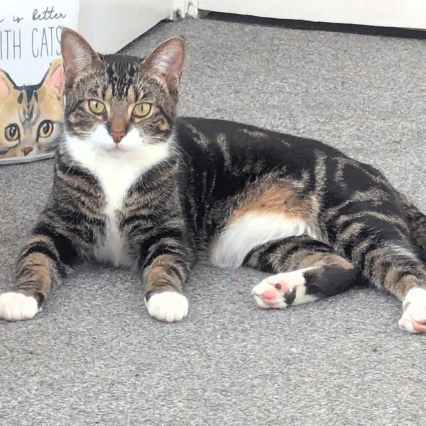 Oliver is registered to the contest to win money with this photo: animal, carpet, cat, cozy, cute, decor, ears, feline, fur, home, illustration, indoor, looking_at_camera, lying_down, pet, relaxed, tabby_cat, whiskers, white_paws, yellow_eyes