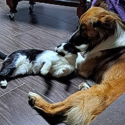 Diego a rejoint le concours — aidez-le/la à gagner de superbes lots ! dog, cat, floor, wooden_table, glass, container, indoor, pet, animal, fur, nuzzle, sniff, domestic, chair, person, plant, tile_floor, relaxing, friendly, cozy