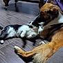 dog, cat, floor, wooden_table, glass, container, indoor, pet, animal, fur, nuzzle, sniff, domestic, chair, person, plant, tile_floor, relaxing, friendly, cozy