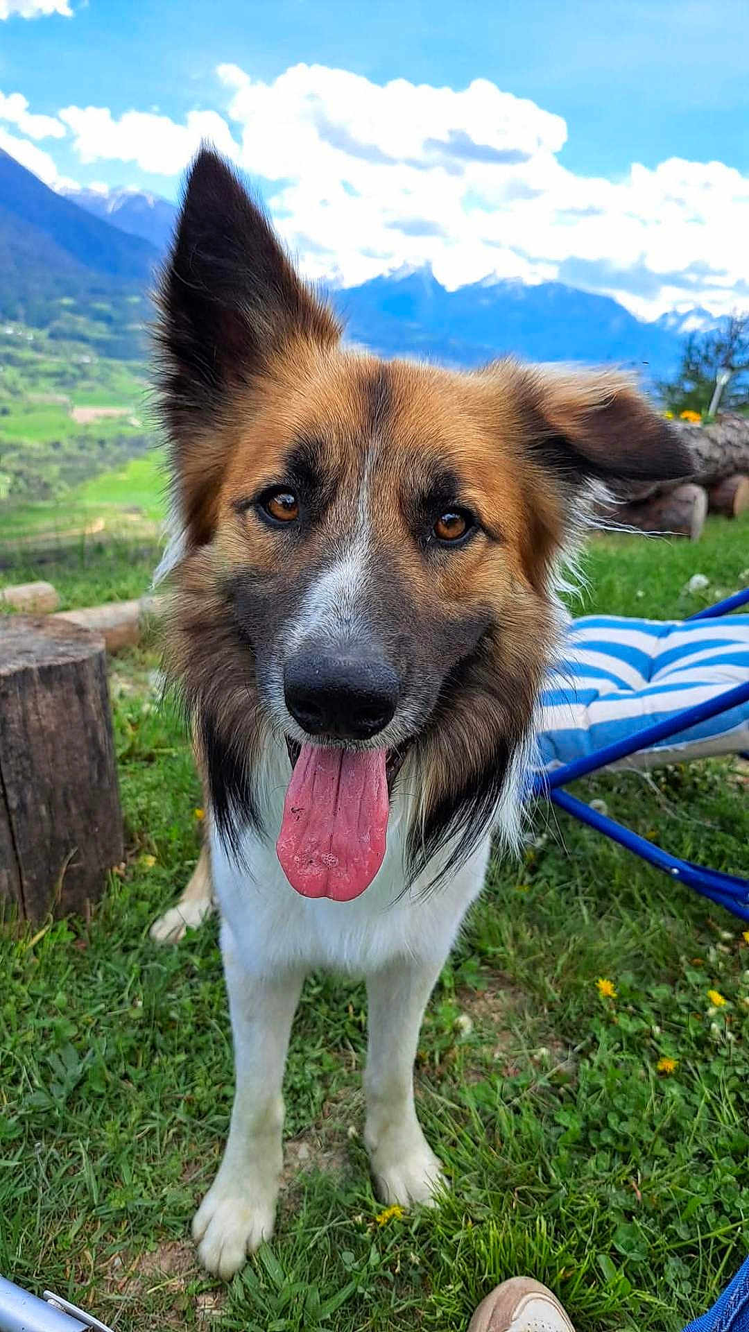 Diego a rejoint le concours — aidez-le/la à gagner de superbes lots ! dog, tongue_out, ear_up, grass, mountains, blue_sky, clouds, outdoor, pet, canine, nature, happy, animal, summer, greenery, chair, playful, close_up, fur, daytime
