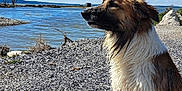 Diego participe au concours pour gagner de l'argent avec cette photo : dog, wet, rocky_shore, water, lake, blue_sky, outdoor, nature, animal, pet, sitting, calm, daytime, fur, mammal, landscape, peaceful, canine, side_view, quiet