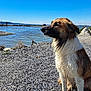 dog, wet, rocky_shore, water, lake, blue_sky, outdoor, nature, animal, pet, sitting, calm, daytime, fur, mammal, landscape, peaceful, canine, side_view, quiet