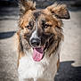 Diego participe au concours pour gagner de l'argent avec cette photo : dog, animal, pet, canine, outdoor, tongue_out, ears_up, happy, fur, brown, white, portrait, closeup, daylight, sunlight, blurred_background, mammal, friendly, cute, standing