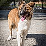 Diego participe au concours pour gagner de l'argent avec cette photo : dog, canine, pet, outdoor, sunlight, tongue_out, happy, fluffy, brown, white, fur, ears, standing, park, daylight, shadow, nature, animal, mammal, friendly