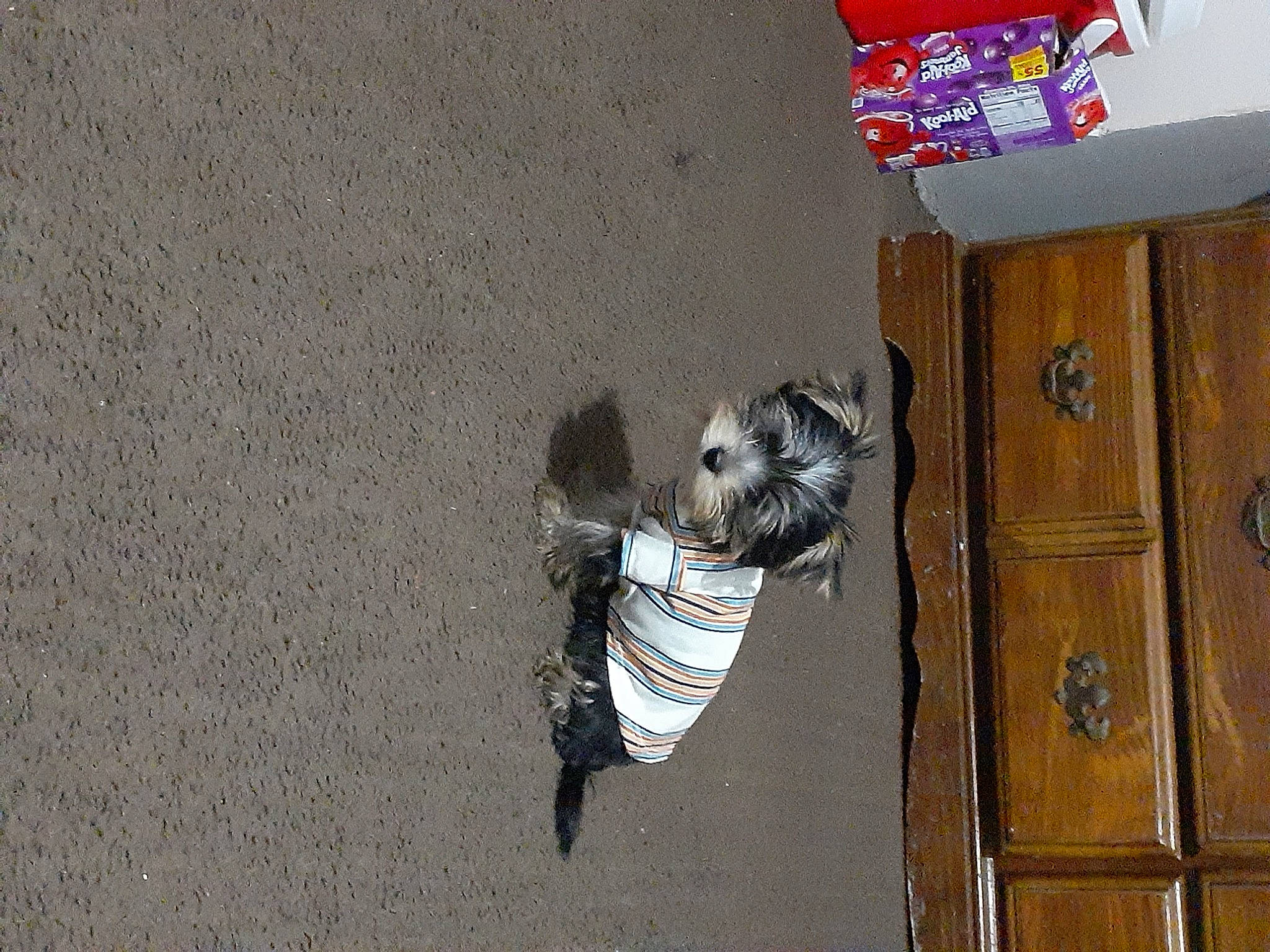 Kolby is registered to the contest to win money with this photo: canidae, carnivore