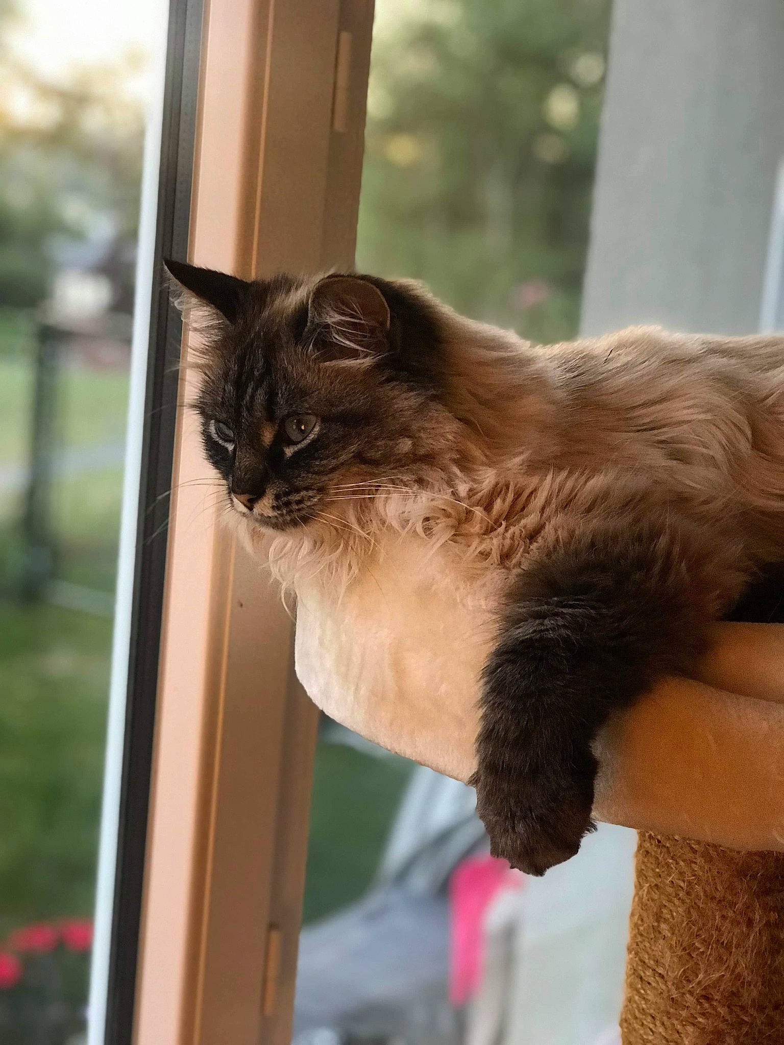 Hanoï a rejoint le concours — aidez-le/la à gagner de superbes lots ! asian, balinese, birman, burmese, carnivore, cat, fawn, felidae, mammal, ragdoll, siamese, small_to_medium_sized_cats, snowshoe, thai, tonkinese, whiskers