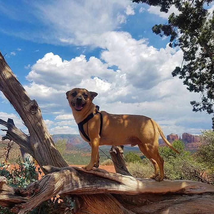 Sir Charles Barkley