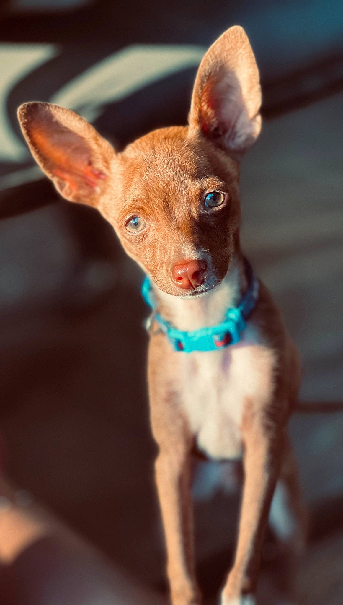 Benito is registered to the contest to win money with this photo: canidae, carnivore, collar, companion_dog, dishware, dog, dog_breed, dog_supply, ear, fawn, fur, pattern, snout, sporting_group, tableware, tail, terrestrial_animal, toy_dog, whiskers, working_animal