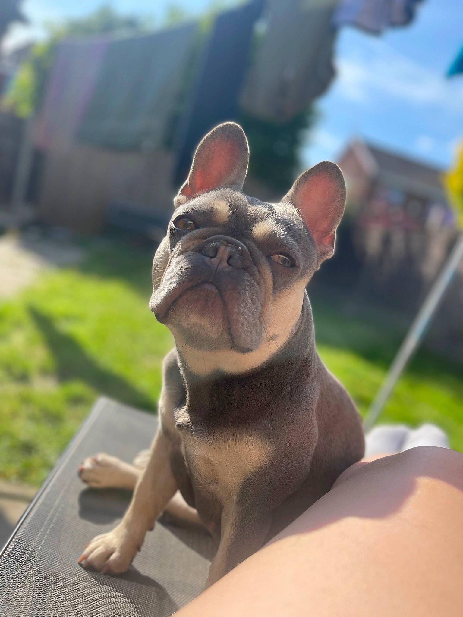 Paisley joined the competition — help win amazing prizes! art, bulldog, canidae, carnivore, companion_dog, dog, dog_breed, ear, fawn, french_bulldog, grass, liver, sculpture, snout, sporting_group, terrestrial_animal, toy_dog, whiskers, working_animal, wrinkle