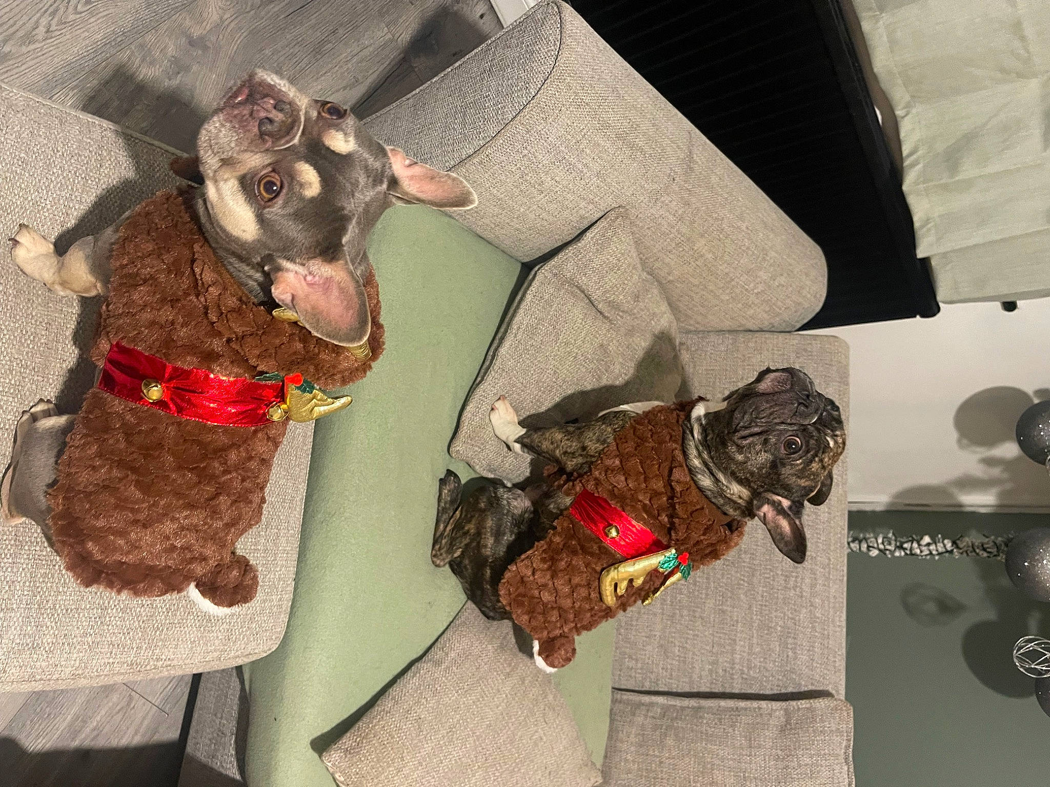 Paisley joined the competition — help win amazing prizes! canidae, carnivore, collar, comfort, companion_dog, dog, dog_breed, dog_collar, dog_supply, ear, fashion_accessory, fawn, fur, leash, liver, sleeve, snout, sporting_group, tail, working_animal