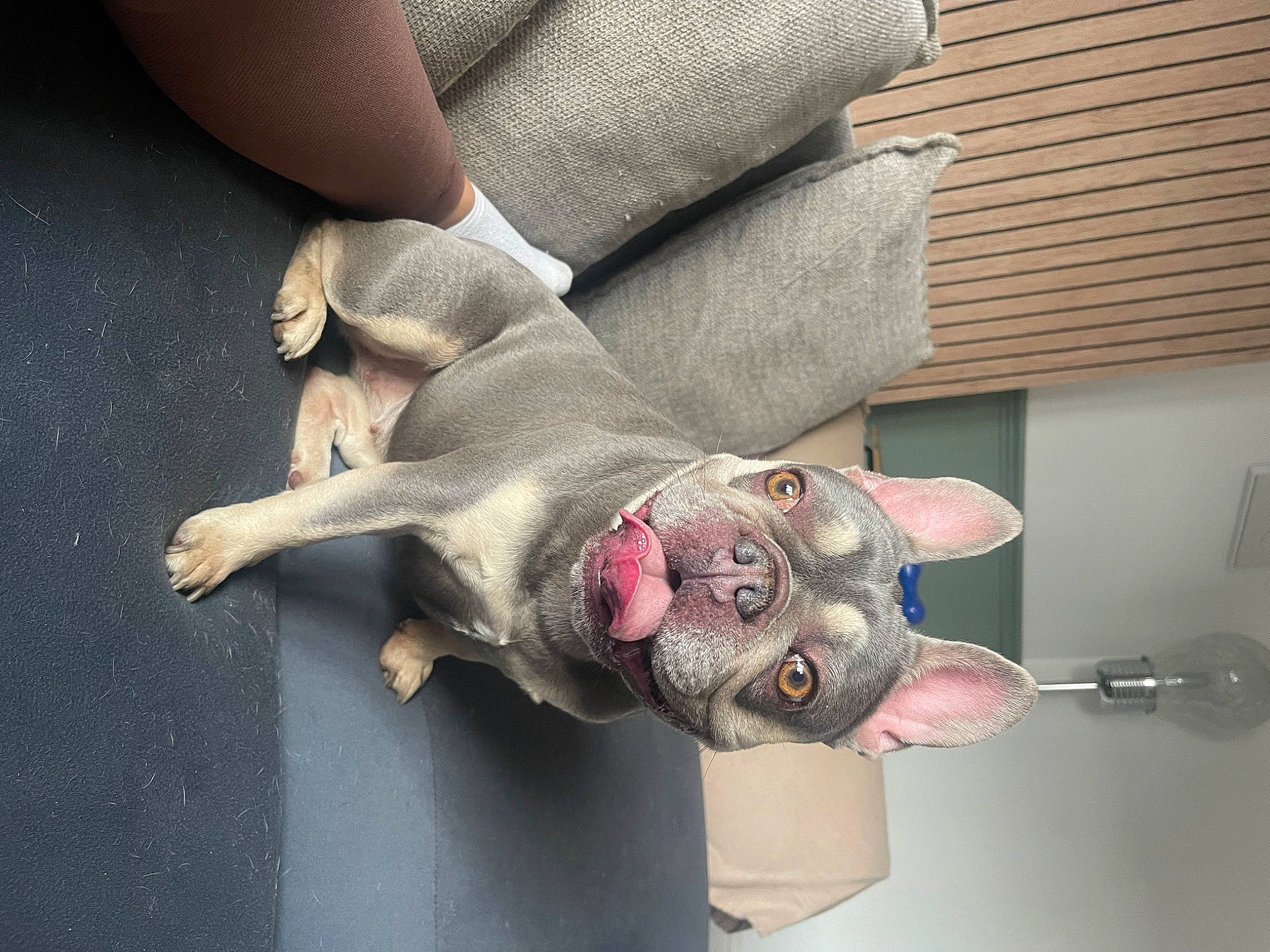 Paisley is registered to the contest to win money with this photo: canidae, carnivore, companion_dog, dog, dog_breed, fawn, non_sporting_group, snout, sporting_group