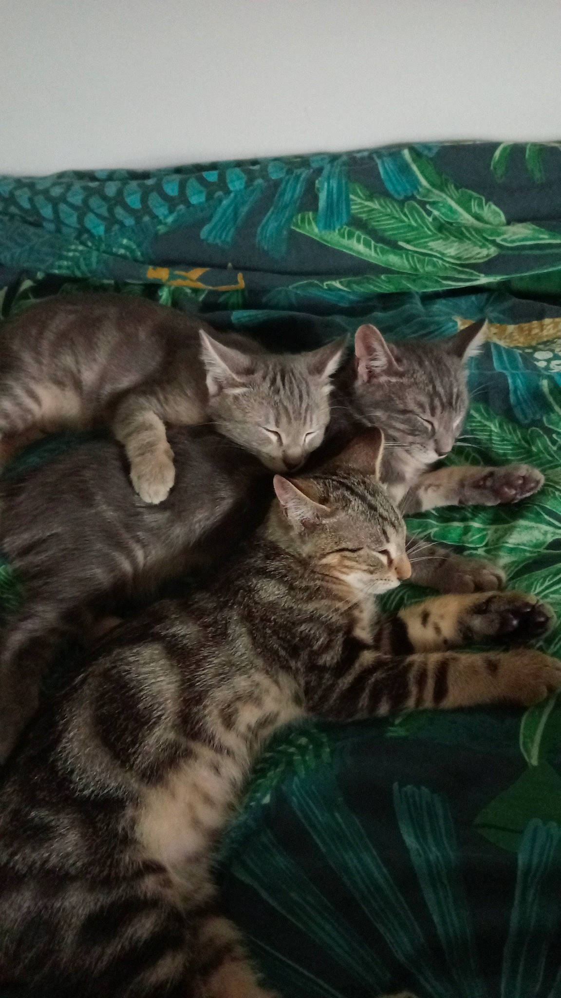 Hulysse Hares Et Achille