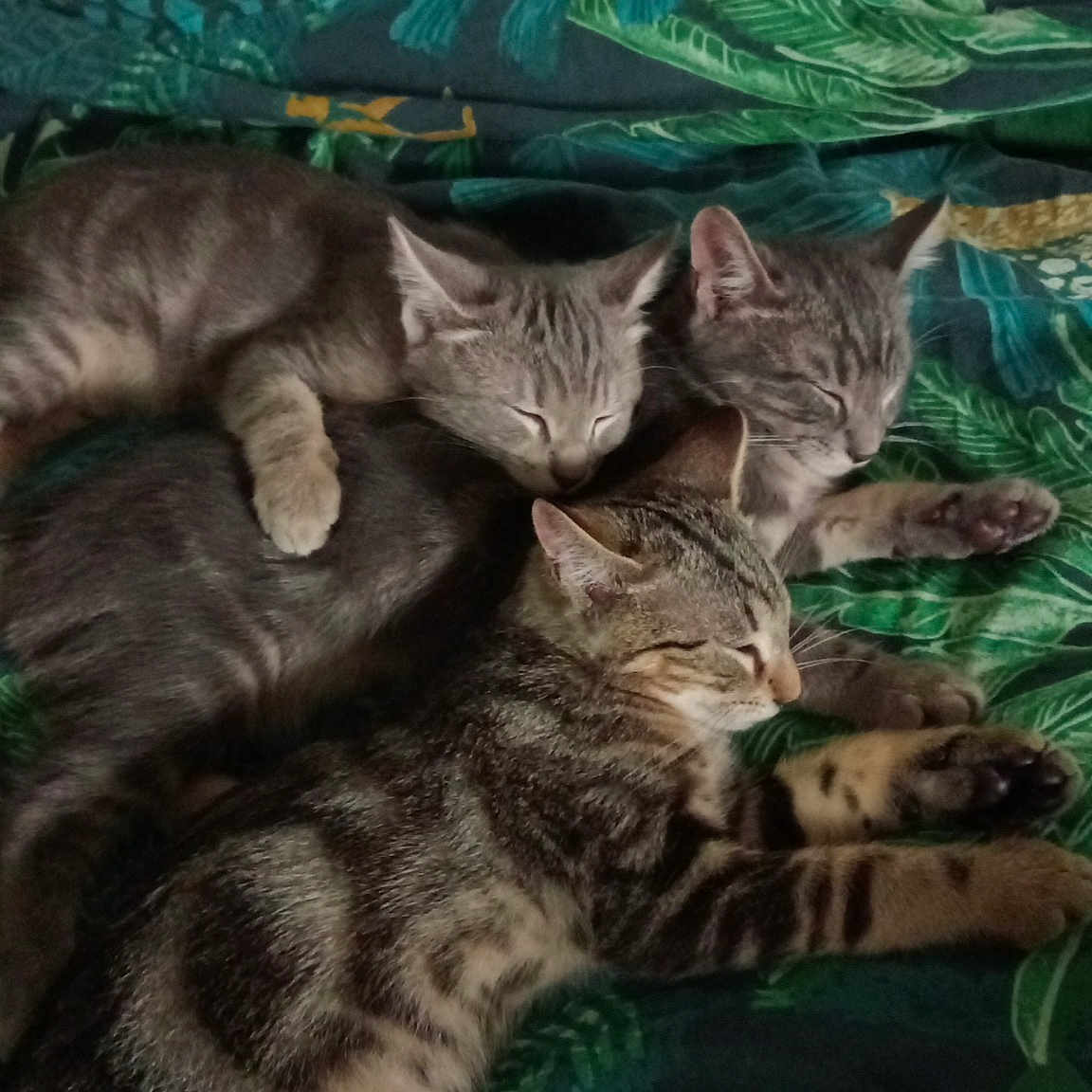 Hulysse Hares Et Achille