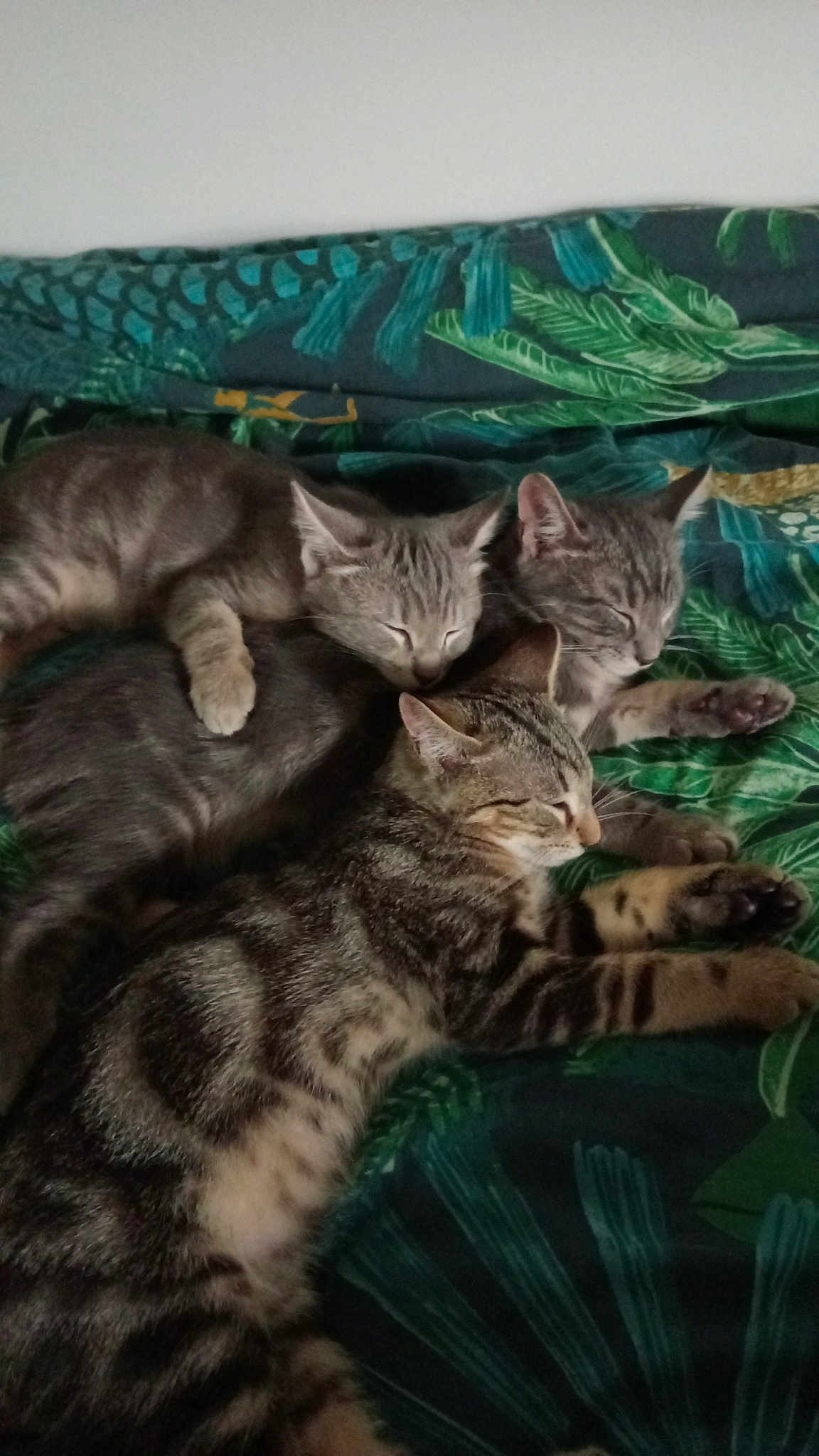 Hulysse Hares Et Achille