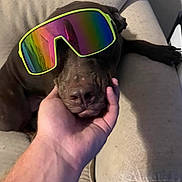 Lily Lynn Ellifrits is registered to the contest to win money with this photo: dog, sunglasses, hand, couch, indoor, relaxed, brown_dog, pet, face, animal, canine, closeup, comfort, resting, human_hand, furniture, living_room, casual, cool, accessory