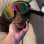 dog, sunglasses, hand, couch, indoor, relaxed, brown_dog, pet, face, animal, canine, closeup, comfort, resting, human_hand, furniture, living_room, casual, cool, accessory
