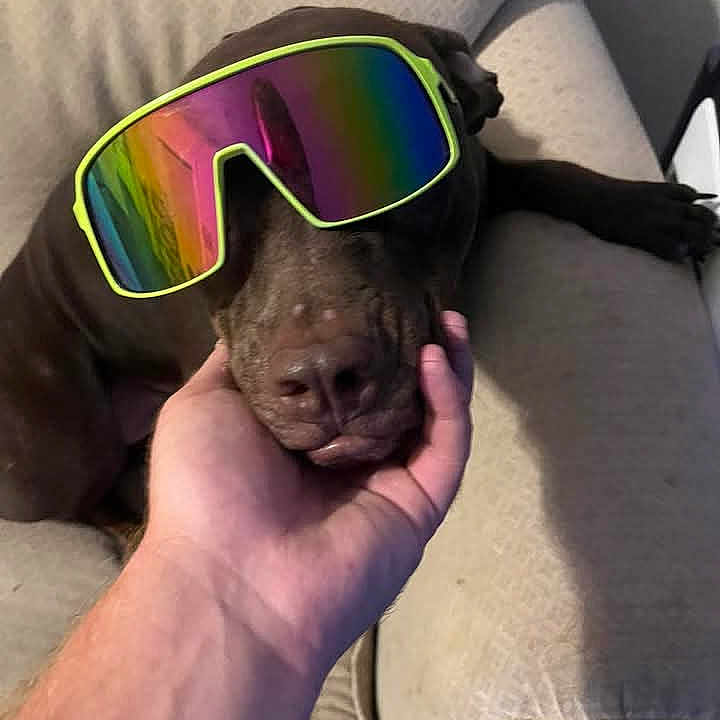 Lily Lynn Ellifrits is registered to the contest to win money with this photo: accessory, animal, brown_dog, canine, casual, closeup, comfort, cool, couch, dog, face, furniture, hand, human_hand, indoor, living_room, pet, relaxed, resting, sunglasses