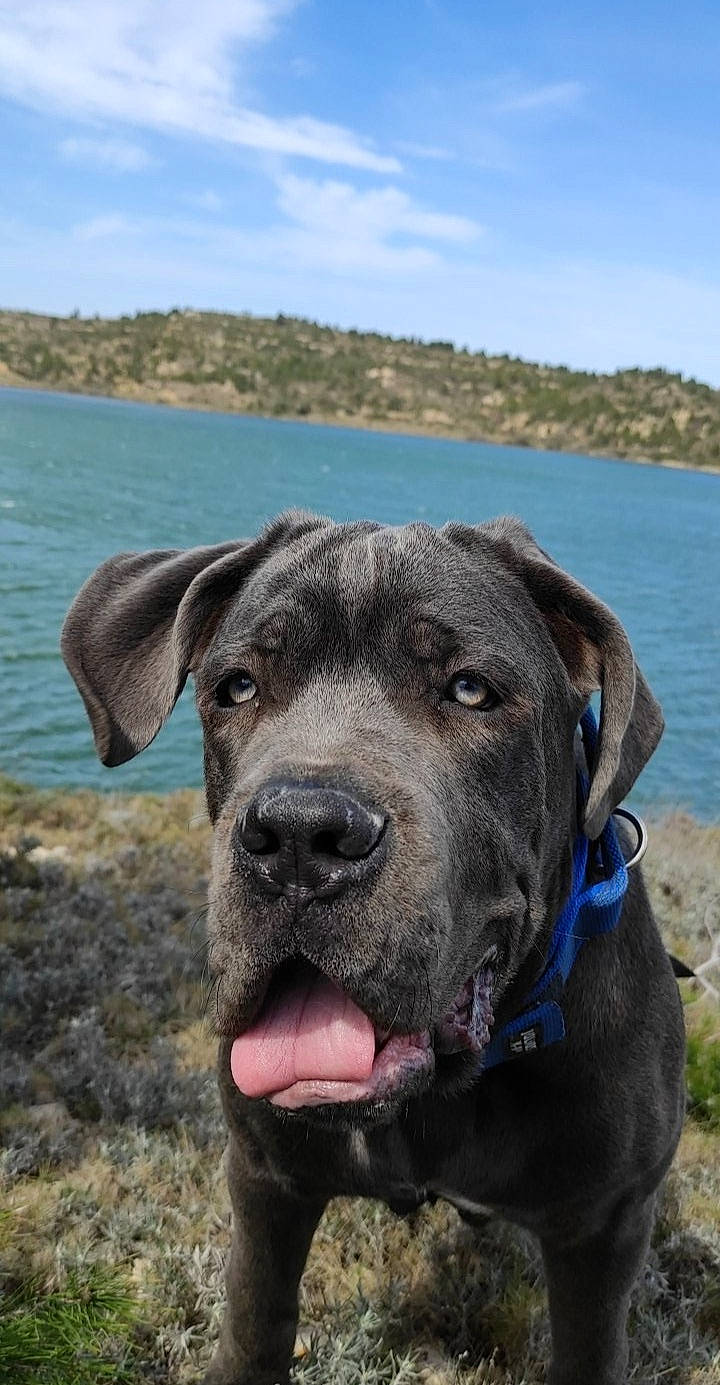 Rotschild a rejoint le concours — aidez-le/la à gagner de superbes lots ! beach, canidae, carnivore, cloud, collar, dog, dog_breed, fawn, grass, lake, landscape, plant, sky, snout, sporting_group, tree, water, whiskers, working_animal, working_dog