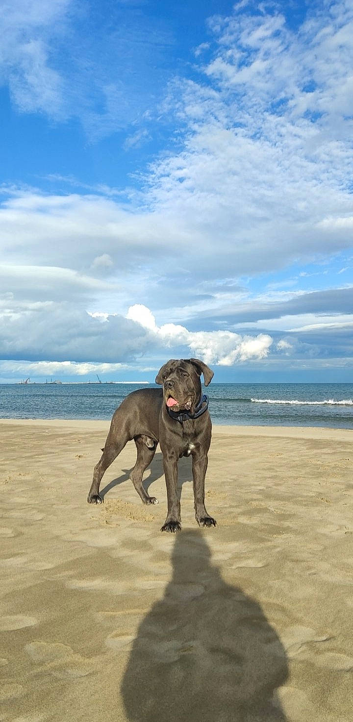 Rotschild a rejoint le concours — aidez-le/la à gagner de superbes lots ! beach, canidae, carnivore, cloud, collar, dog, dog_breed, dog_collar, dog_walking, fawn, horizon, landscape, sand, sky, sporting_group, tail, water, wave, wind_wave, working_animal