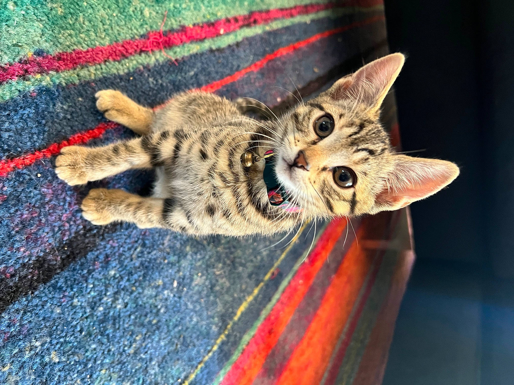 Cleo joined the competition — help win amazing prizes! art, carnivore, cat, claw, domestic_short_haired_cat, felidae, fur, pattern, paw, small_to_medium_sized_cats, snout, tail, terrestrial_animal, thread, whiskers, wildlife, wood, wool, woolen, woven_fabric