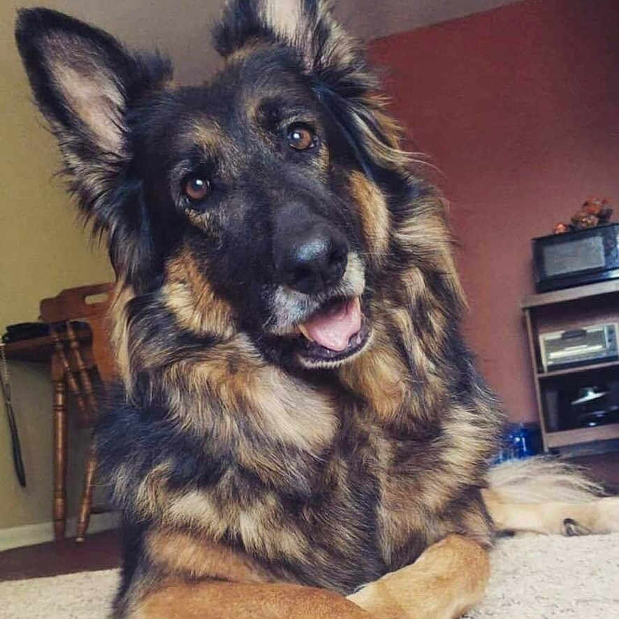 Petra joined the competition — help win amazing prizes! animal, ball, bodypart, canine, dog, door, drawer, furniture, germanshepherd, indoors, interiordesign, mouth, person, pet, policedog, puppy, snout, sport, tennis, tennisball