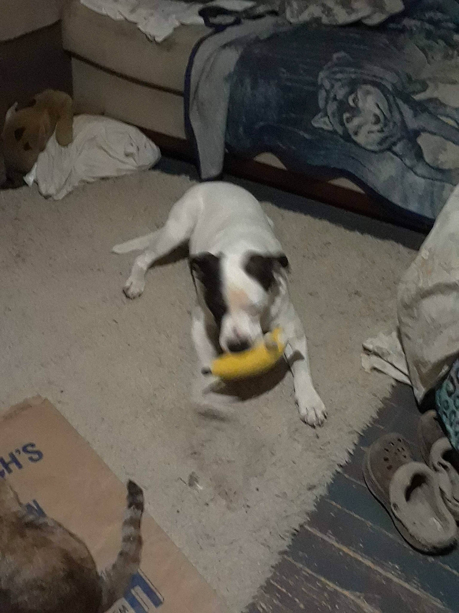 Rooster joined the competition — help win amazing prizes! canidae, carnivore, comfort, companion_dog, dog, dog_breed, felidae, floor, flooring, fur, linens, nap, non_sporting_group, paw, small_to_medium_sized_cats, sporting_group, street_dog, tail, whiskers, wood