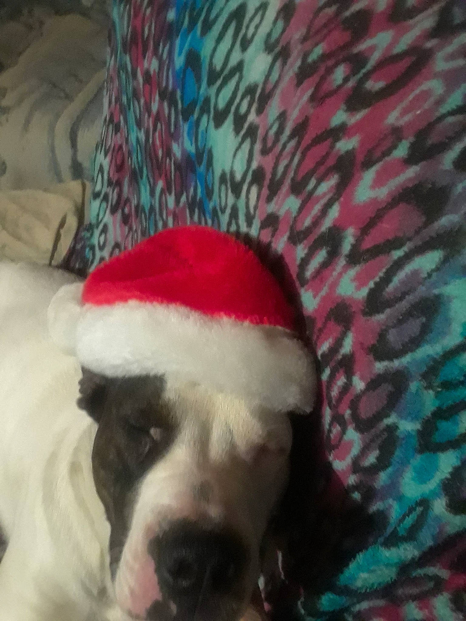 Rooster is registered to the contest to win money with this photo: canidae, carnivore, cloud, comfort, companion_dog, couch, dog, dog_breed, fawn, fur, linens, mammal, paw, puppy_love, selfie, snout, sporting_group, tail, whiskers, working_animal