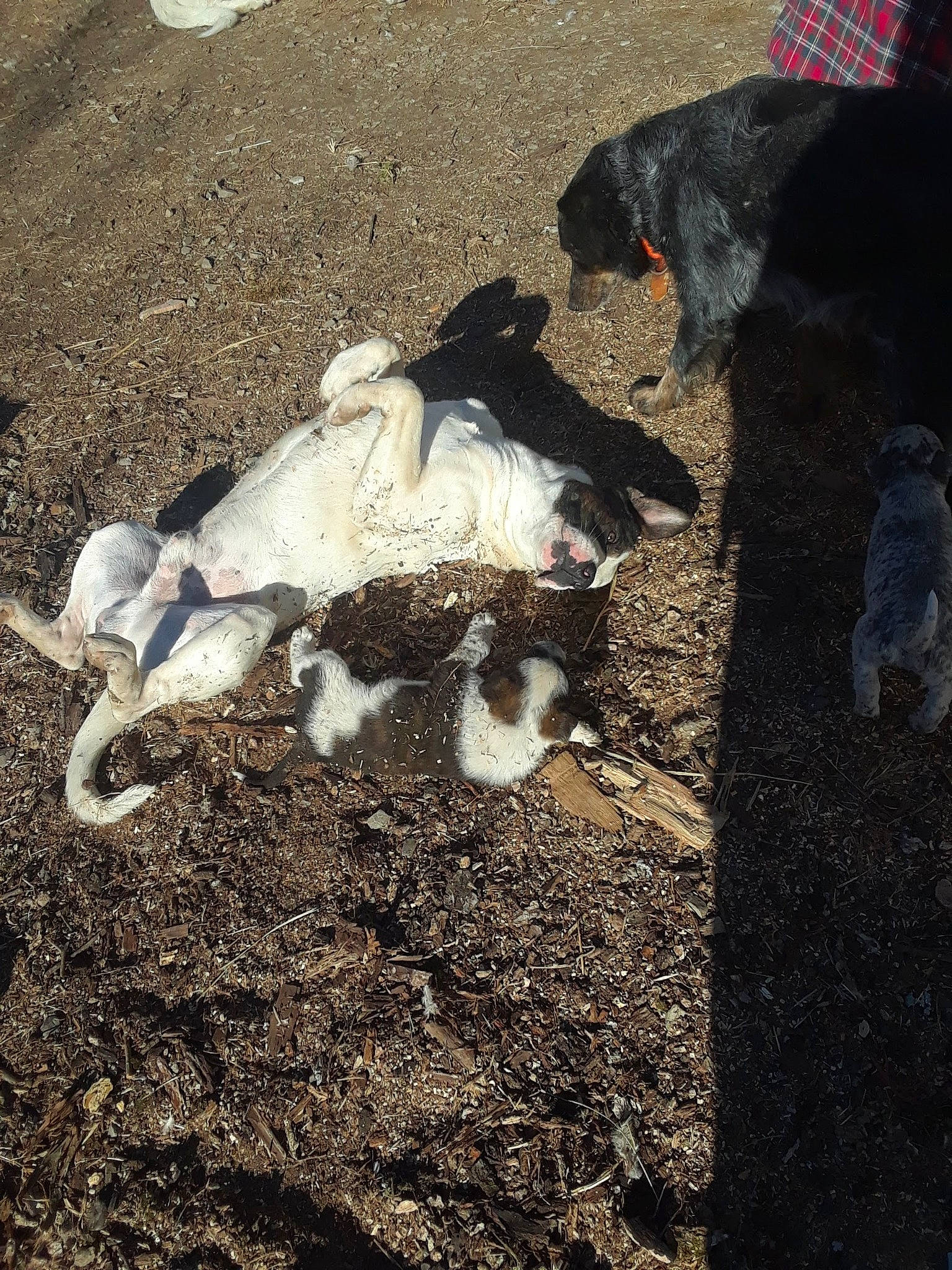 Rooster is registered to the contest to win money with this photo: asphalt, canidae, carnivore, companion_dog, dog, dog_breed, fur, grass, livestock, non_sporting_group, road_surface, shadow, soil, sporting_group, terrestrial_animal, tints_and_shades, working_animal