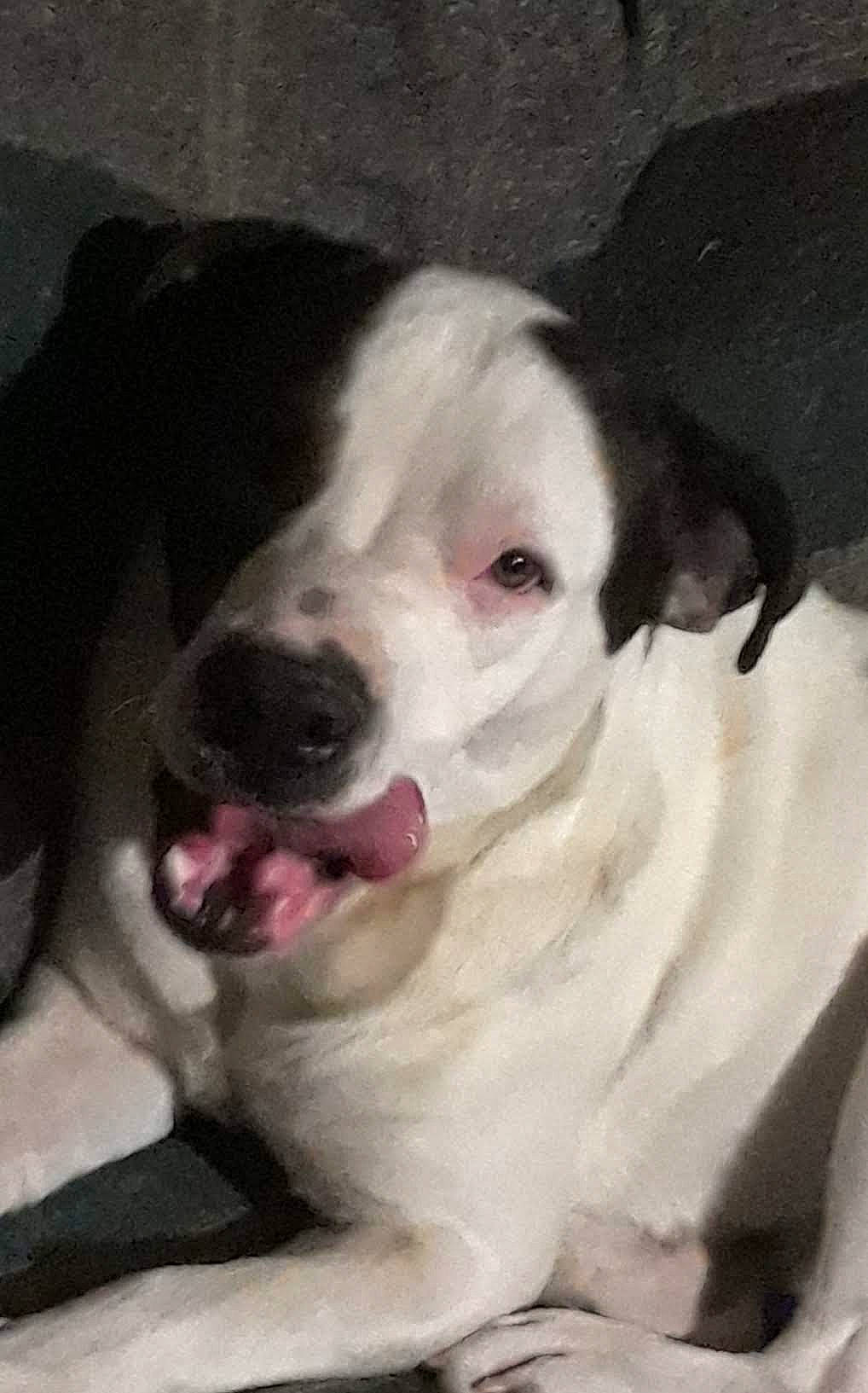 Rooster joined the competition — help win amazing prizes! canidae, carnivore, companion_dog, dog, dog_breed, ear, fang, fawn, fur, non_sporting_group, paw, puppy, snout, sporting_group, whiskers, working_animal