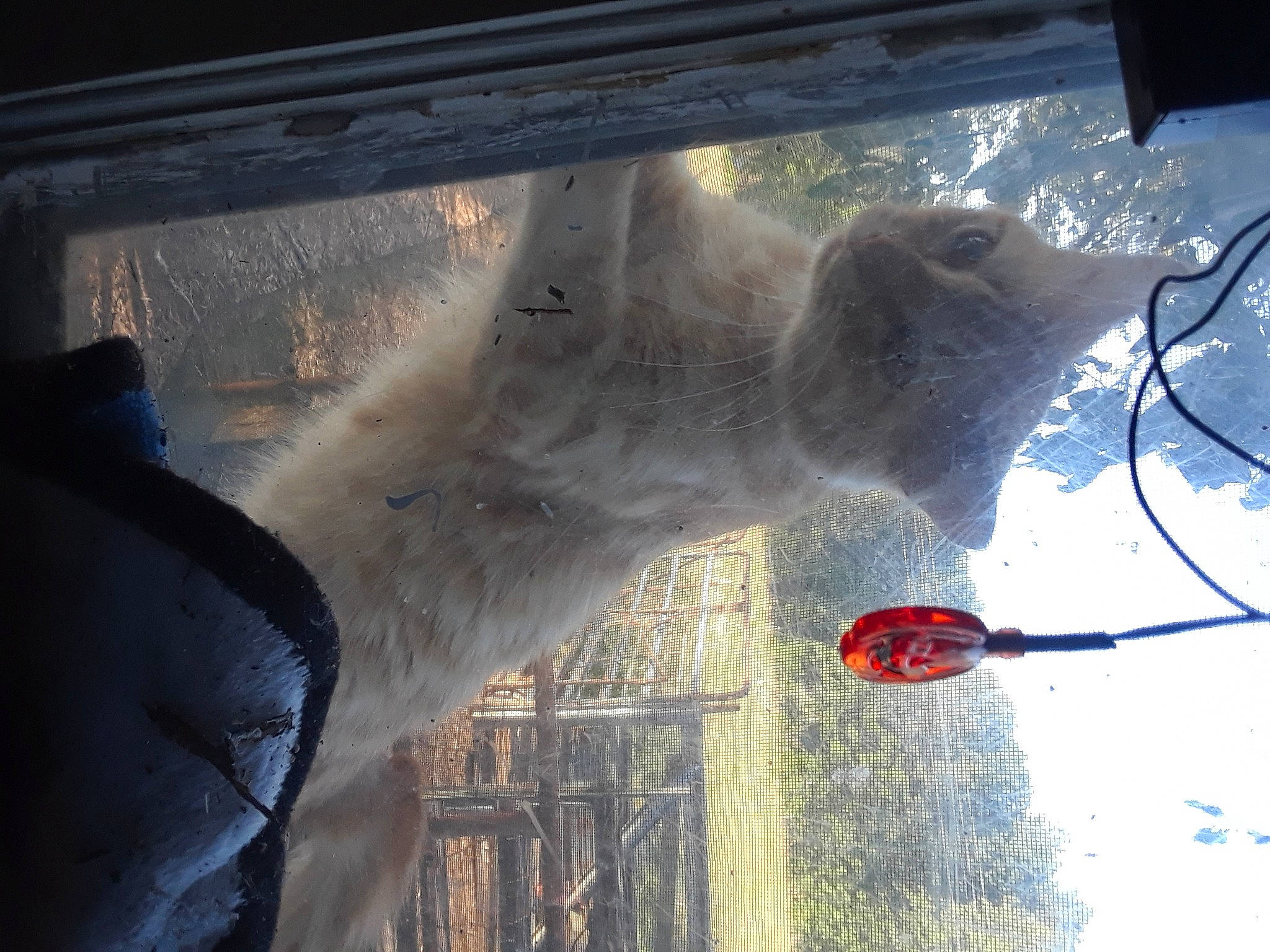 Yang is registered to the contest to win money with this photo: auto_part, automotive_exterior, automotive_lighting, automotive_mirror, automotive_window_part, glass, mammal, rear_view_mirror, reflection, sky, snout, tints_and_shades, transparent_material, tree, twig, vehicle_door, window, windscreen_wiper, windshield, winter