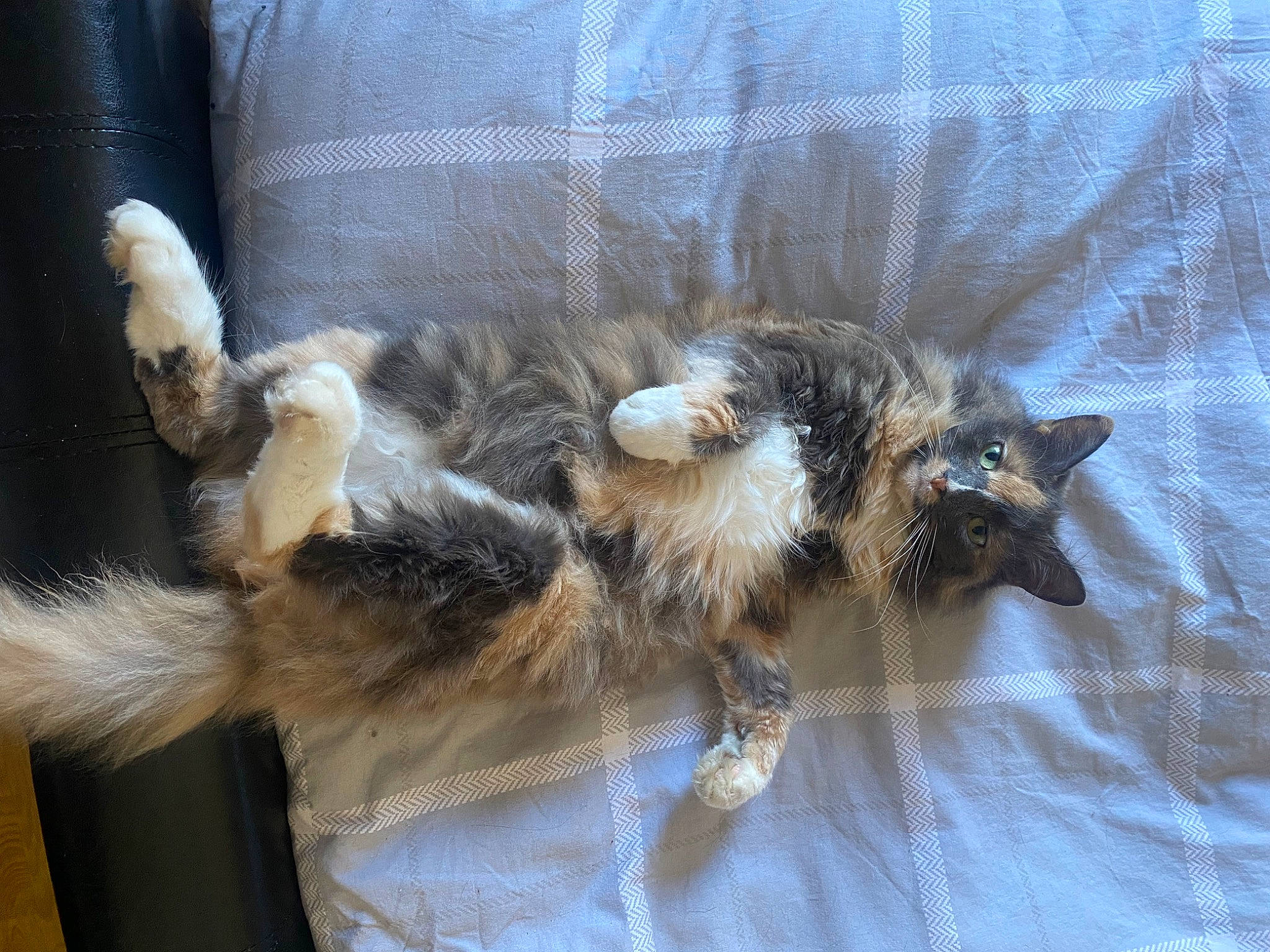 Coco is registered to the contest to win money with this photo: canidae, carnivore, cat, cat_bed, cat_supply, claw, comfort, companion_dog, dog_breed, domestic_short_haired_cat, fawn, felidae, fur, nap, paw, small_to_medium_sized_cats, sporting_group, tail, terrestrial_animal, whiskers