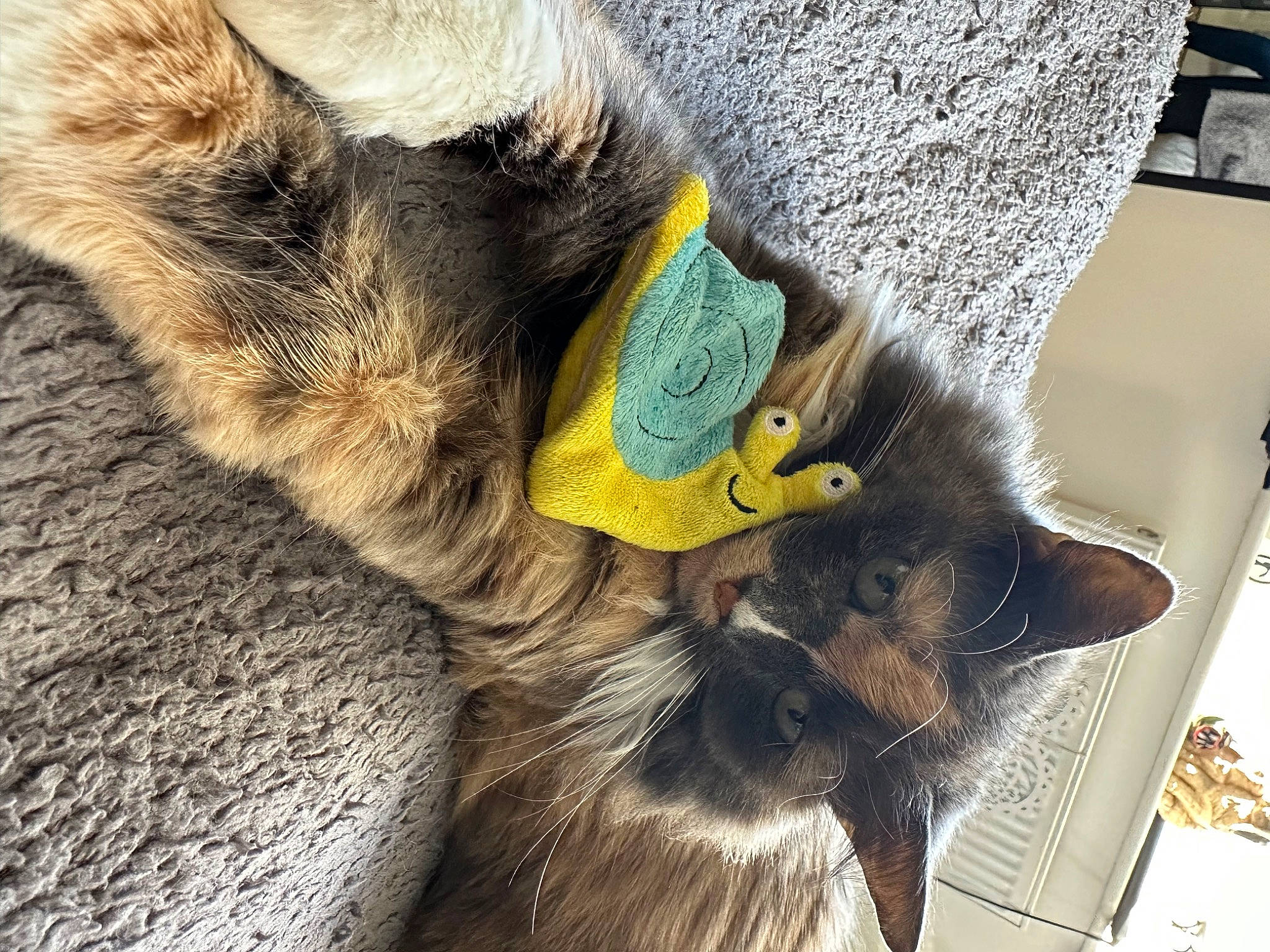 Coco joined the competition — help win amazing prizes! canidae, carnivore, cat, claw, comfort, dog_breed, domestic_short_haired_cat, fashion_accessory, fawn, felidae, fur, grey, nap, paw, small_to_medium_sized_cats, snout, tail, terrestrial_animal, whiskers, wildlife