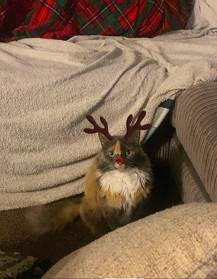 Coco joined the competition — help win amazing prizes! bat, carnivore, comfort, fawn, felidae, fur, grey, insect, linens, pattern, plaid, sleeve, small_to_medium_sized_cats, snout, tail, terrestrial_animal, whiskers, wildlife, wing, woven_fabric