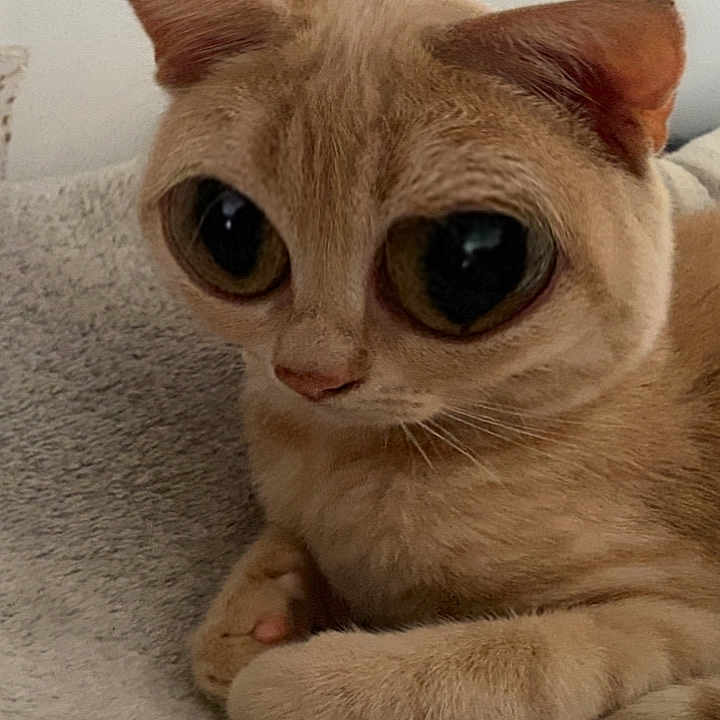 Nemo participe au concours pour gagner de l'argent avec cette photo : abyssinian, angora, animal, blanket, cat, couch, face, furniture, head, kitten, manx, person, pet, photography, portrait, siamese