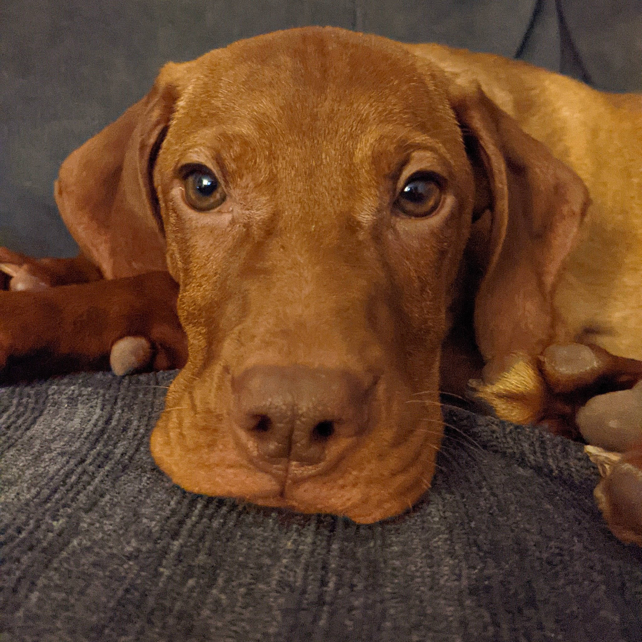 Axel is registered to the contest to win money with this photo: canidae, carnivore, companion_dog, dog, dog_breed, dog_supply, ear, fawn, fur, gun_dog, hardwood, hunting_dog, liver, pet_supply, snout, sporting_group, terrestrial_animal, whiskers, wood, working_animal