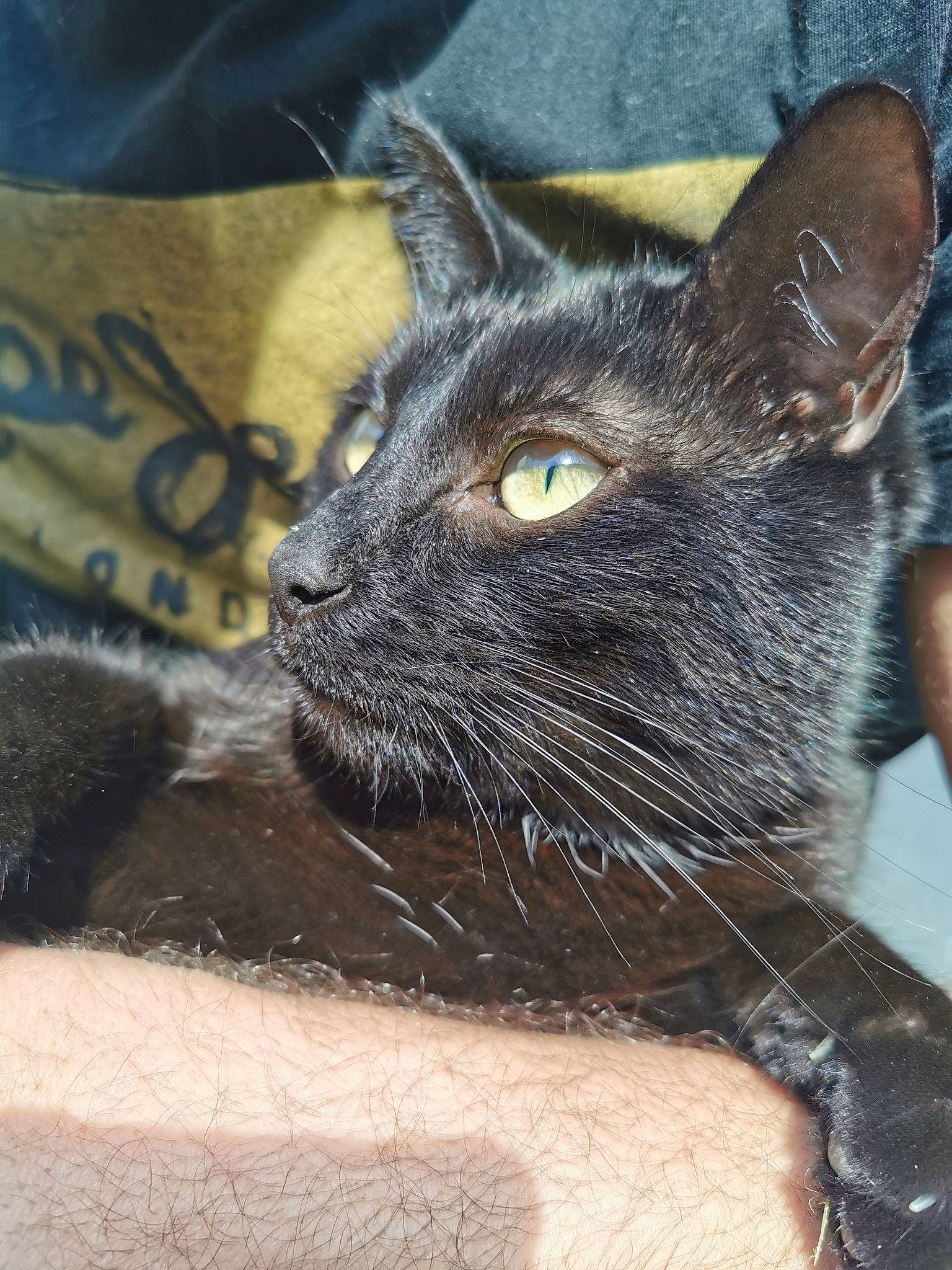 Mafia a rejoint le concours — aidez-le/la à gagner de superbes lots ! asian, black_cat, burmese, carnivore, cat, chartreux, domestic_short_haired_cat, felidae, german_rex, kitten, korat, mammal, nebelung, russian_blue, small_to_medium_sized_cats, snout, vertebrate, whiskers