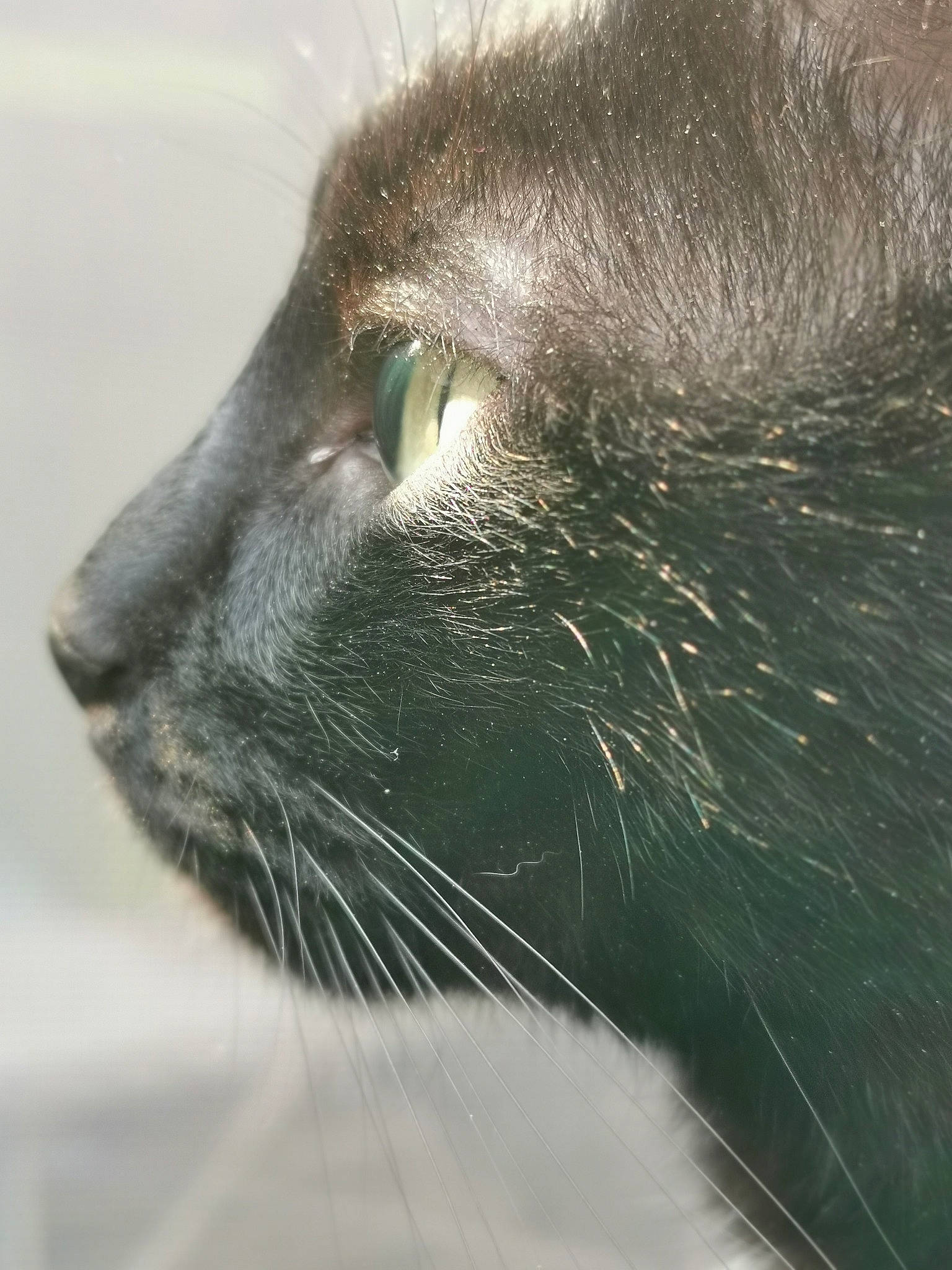 Mafia a rejoint le concours — aidez-le/la à gagner de superbes lots ! carnivore, cat, close_up, eye, felidae, fur, mammal, nose, small_to_medium_sized_cats, snout, whiskers