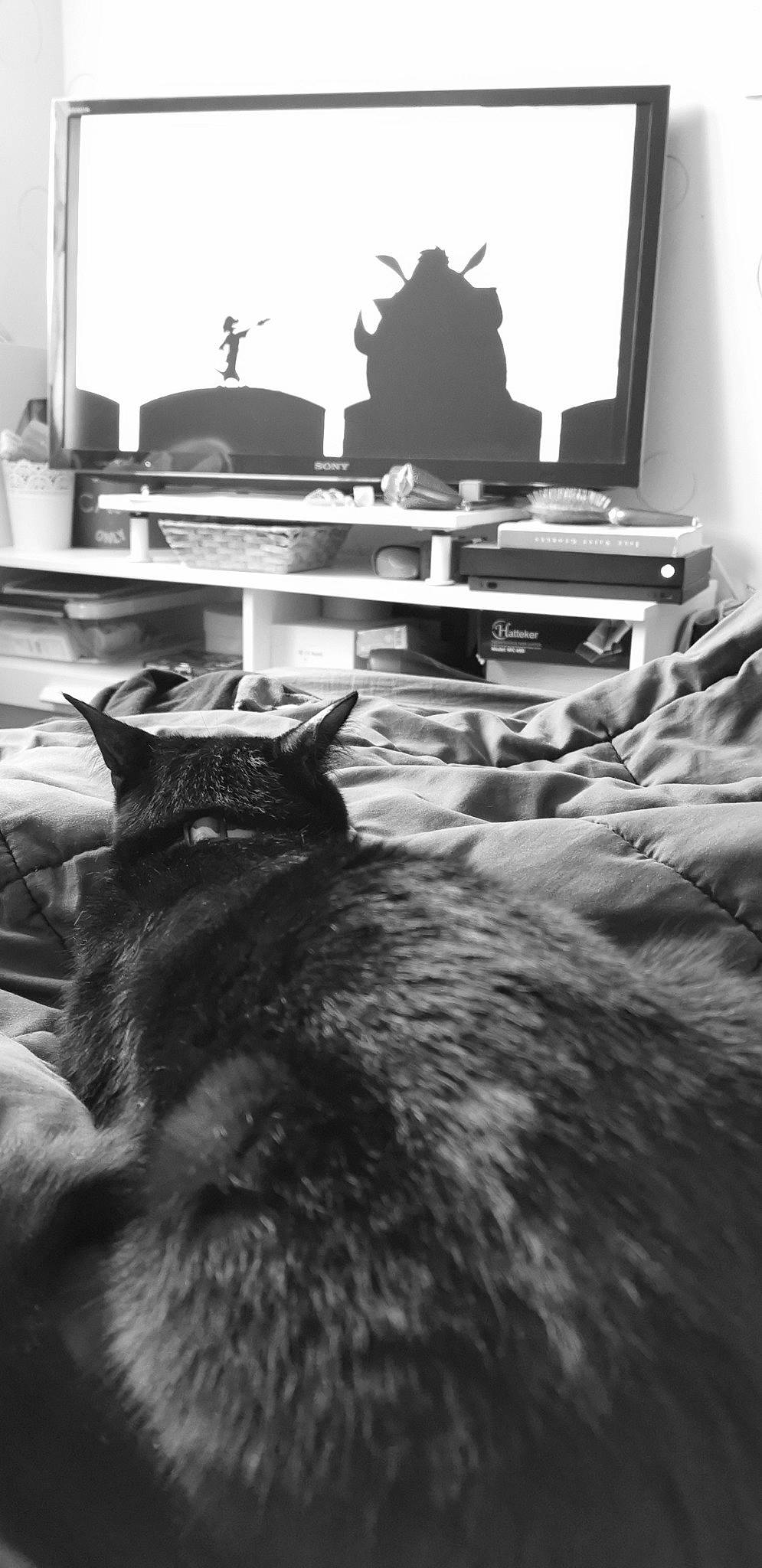 Mafia a rejoint le concours — aidez-le/la à gagner de superbes lots ! black, black_and_white, black_cat, cat, felidae, fur, photography, room, small_to_medium_sized_cats, table, whiskers