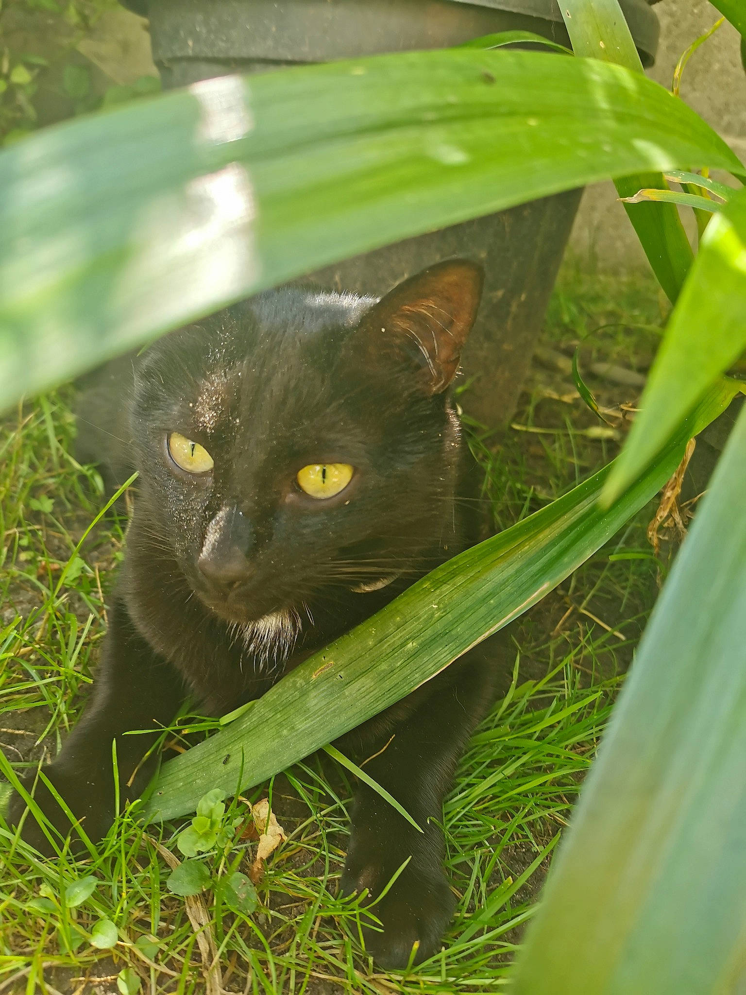 Mafia a rejoint le concours — aidez-le/la à gagner de superbes lots ! black_cat, bombay, botany, burmese, carnivore, cat, domestic_short_haired_cat, eye, felidae, grass, green, korat, leaf, organism, plant, plant_stem, small_to_medium_sized_cats, tree, whiskers, wildlife