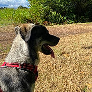 Apollon a rejoint le concours — aidez-le/la à gagner de superbes lots ! dog, outdoor, harness, grass, tree, sky, cloud, sunlight, nature, canine, pet, walking, summer, shade, profile, tongue_out, animal, field, daytime, happy