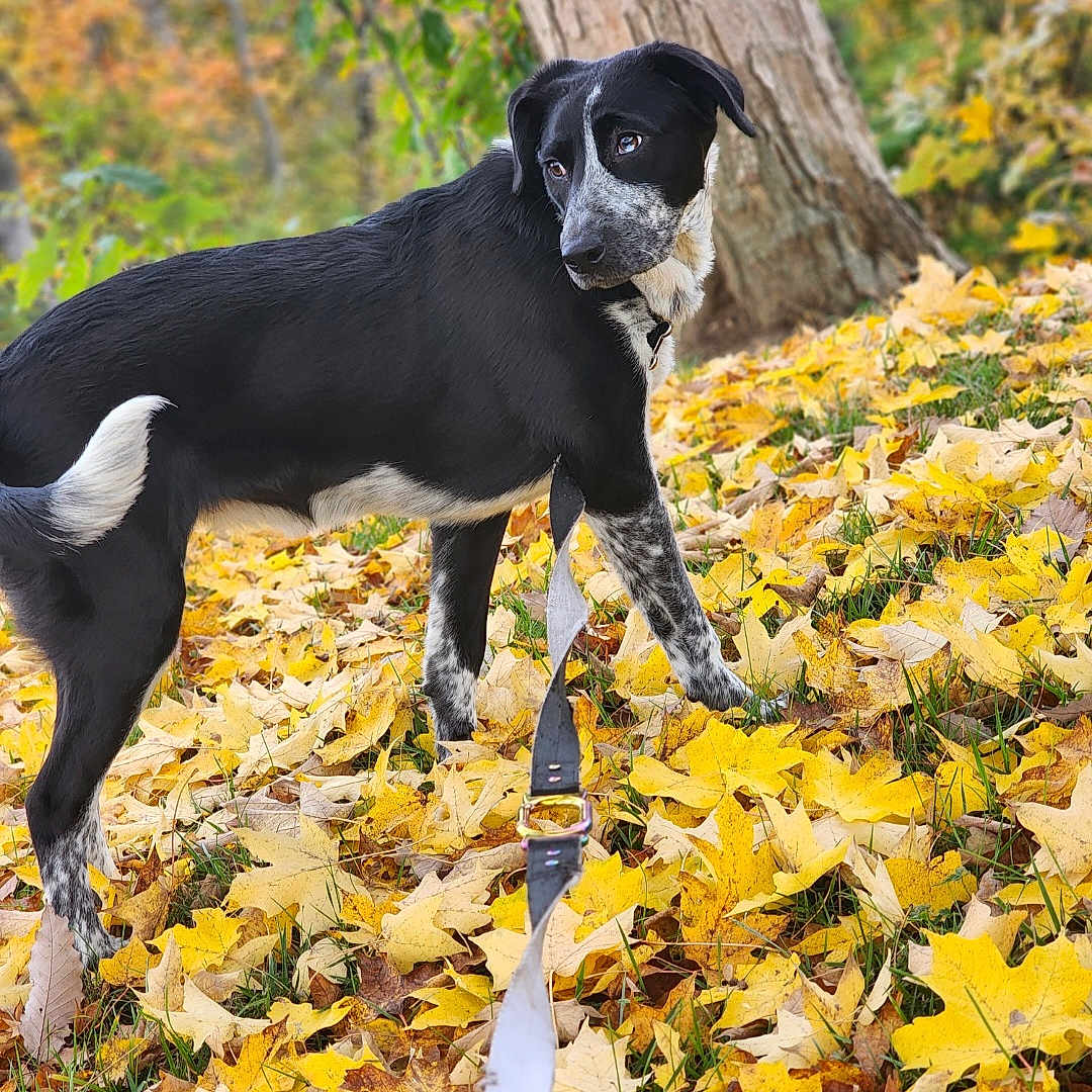 Hina is registered to the contest to win money with this photo: animal, autumn, background_blur, black_and_white, canine, curious, dog, fall, forest, grass, leash, leaves, nature, outdoor, park, pet, seasonal, standing, tree, walking