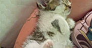 Stitch joined the competition — help win amazing prizes! cat, kitten, animal, pet, fluffy, white_fur, gray_fur, tabby, sleeping, relaxed, lying_down, belly_up, paws, pink_paw_pads, closed_eyes, indoors, bed, bedding, person, cuddling