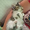 cat, kitten, animal, pet, fluffy, white_fur, gray_fur, tabby, sleeping, relaxed, lying_down, belly_up, paws, pink_paw_pads, closed_eyes, indoors, bed, bedding, person, cuddling